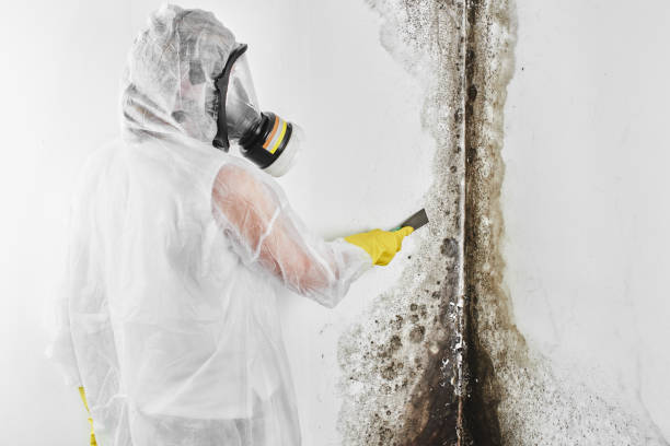 Best Mold Damage Repair  in Norton Shores, MI