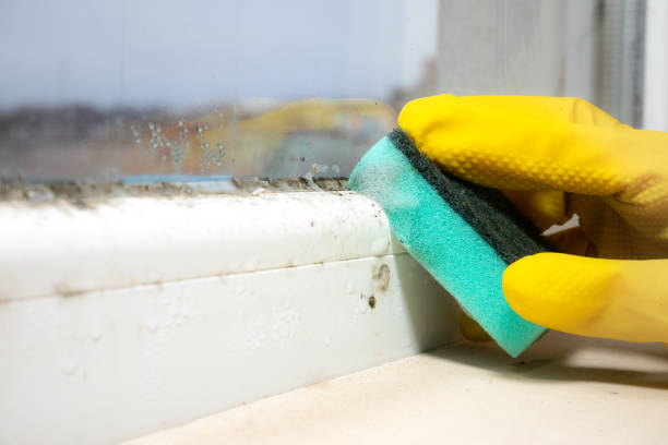Best Attic Mold Removal  in Norton Shores, MI