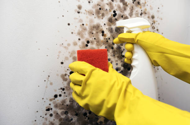 Crawl Space Mold Removal in Norton Shores, MI