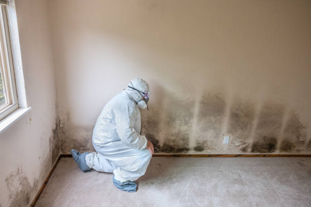 Professional Mold Removal in Norton Shores, MI