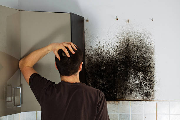 Best Mold Damage Repair  in Norton Shores, MI