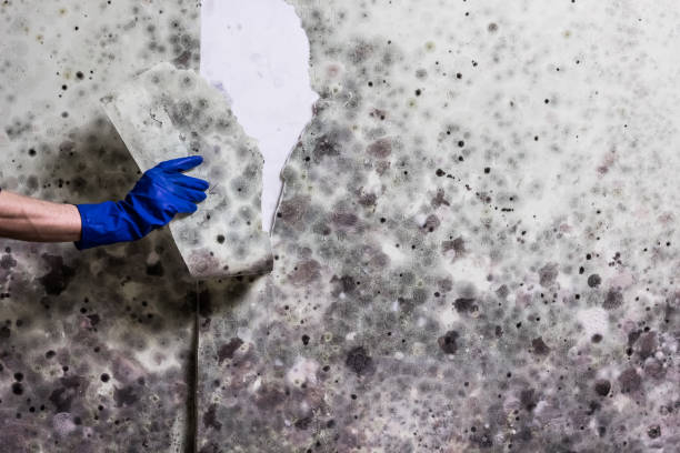 Best Emergency Mold Removal  in Norton Shores, MI